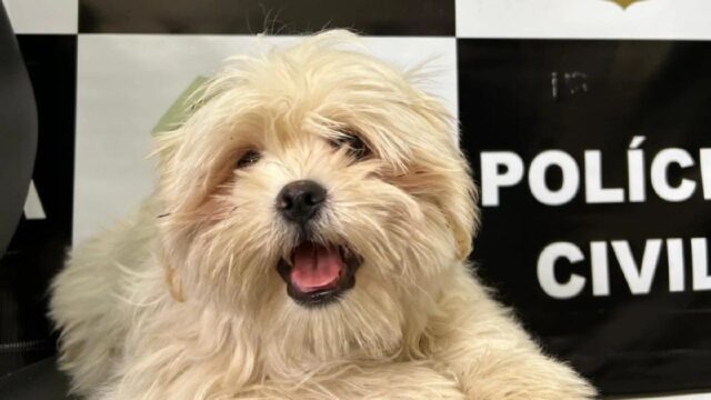 Polícia Civil recupera cachorro da raça Shih Tzu subtraído em Catalão