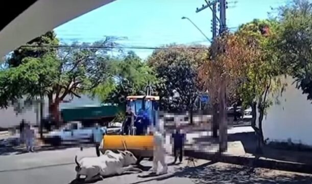 Araguari: boi é abatido em via pública após fugir de frigorífico e caso gera revolta