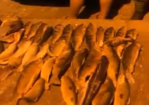 Homem é preso em Corumbaíba por comercialização ilegal de pescado e carne de caça