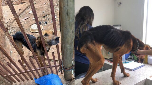 Cão vítima de maus-tratos é resgatado pela Polícia Militar de Meio Ambiente em Coromandel