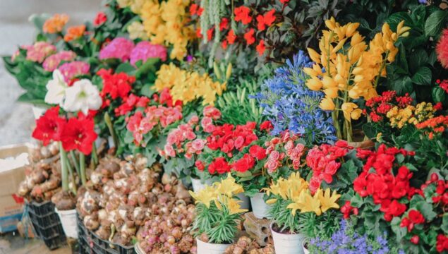 PROCON Catalão divulga pesquisa de preços de flores para o Dia de Finados