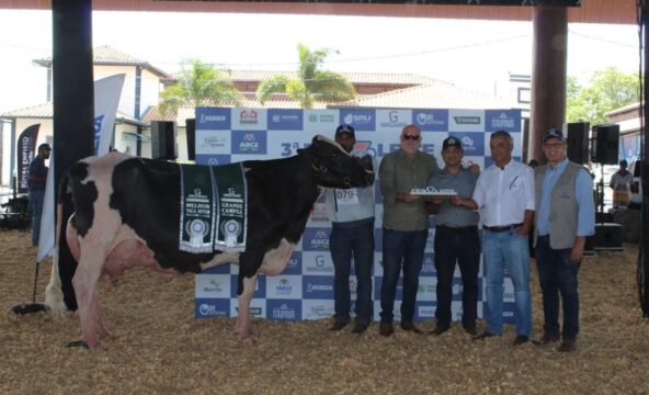 Vaca recordista mundial de leite volta a brilhar e conquista título máximo na Expoleite em Uberaba