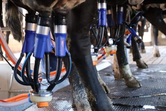 Governo de Goiás divulga resultado final do Programa de Melhoramento Genético Bovino