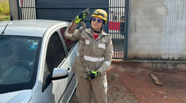 Bombeiros capturam jibóia sobre veículo em bairro residencial de Catalão