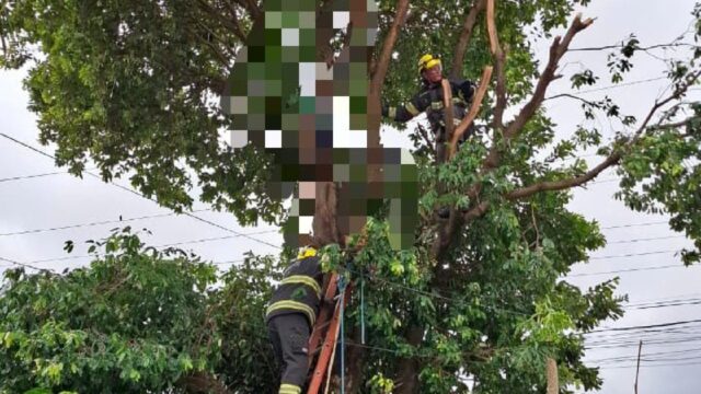 Homem morre após sofrer choque elétrico enquanto podava árvore em Caldas Novas