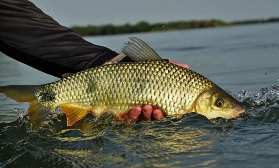 período de defeso da piracema