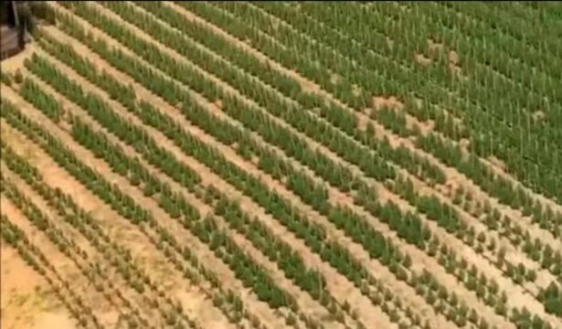 Polícia Civil prende dois homens suspeitos de cultivar plantação com seis mil pés de maconha em Coromandel