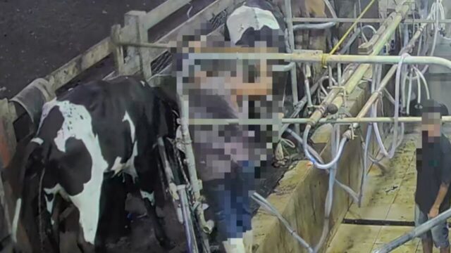 Polícia investiga caseiro flagrado agredindo vaca com enxada em fazenda de Santa Cruz de Goiás