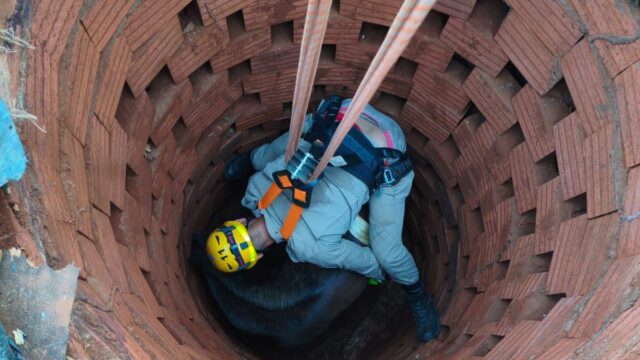 Bombeiros resgatam égua que caiu em fossa séptica desativada no bairro Pontal Norte, em Catalão