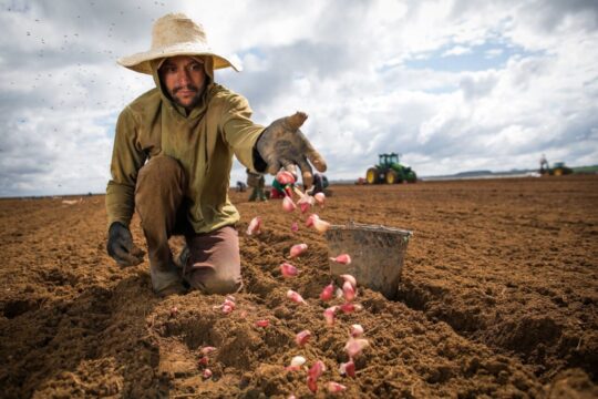 Catalão acompanha expansão da alhicultura e Goiás se consolida como potência nacional na produção de alho