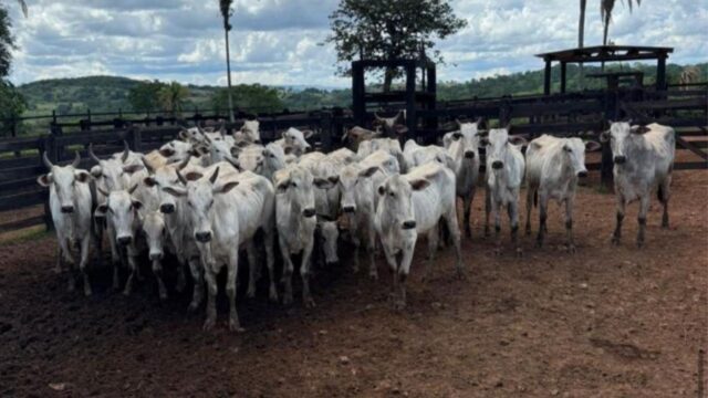 Quadrilha é presa após roubo de 47 cabeças de gado em fazenda no Sul de Goiás