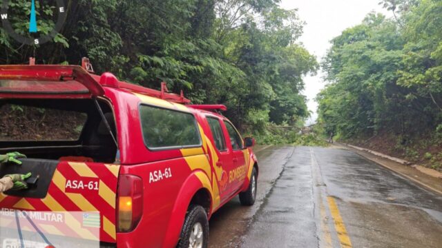 Árvore cai na GO-330 e interdita trecho entre Ipameri e Urutaí