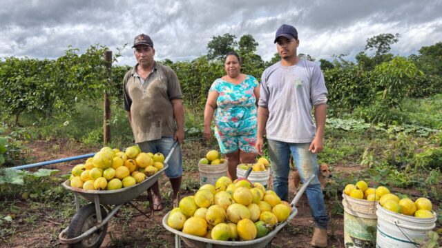 Governo de Goiás investe mais de R$ 80 milhões na agricultura familiar em 2025