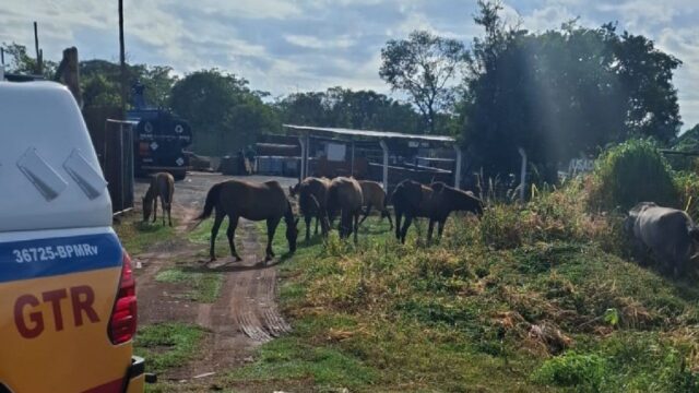Polícia Rodoviária apreende oito cavalos soltos na LMG-503, em Uberlândia