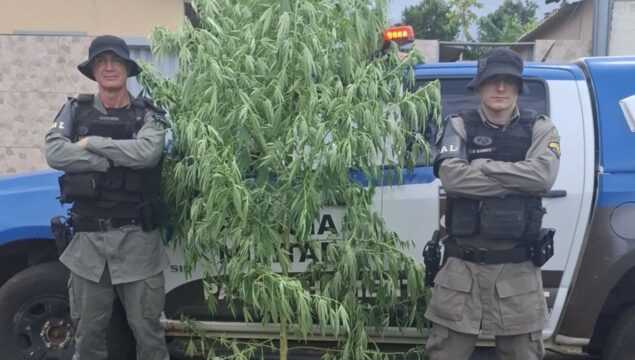 Homem é flagrado cultivando pé de maconha no quintal de casa em Corumbaíba, diz BPM Rural