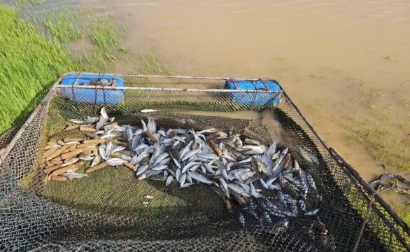 Pescador é preso por pesca ilegal durante a piracema na represa de Emborcação, em Abadia dos Dourados