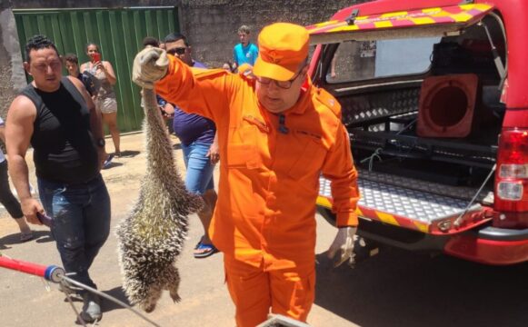 Corpo de Bombeiros resgata ouriço-cacheiro em poste de energia em Campo Alegre de Goiás
