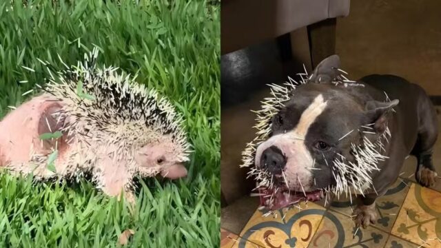 Cão fica com o rosto coberto de espinhos após confronto com ouriço-cacheiro em Uberlândia