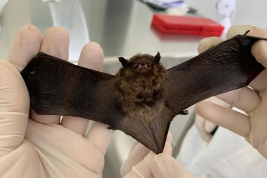 Goiânia registra primeiro caso de raiva animal em 2026 após morte de morcego