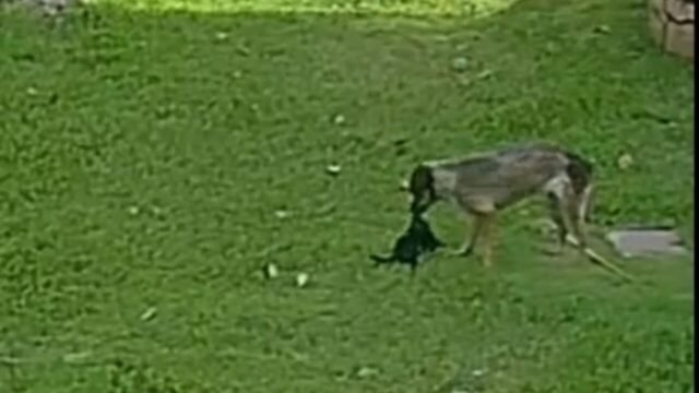 Polícia Civil esclarece caso de gato encontrado sem patas em Goiandira