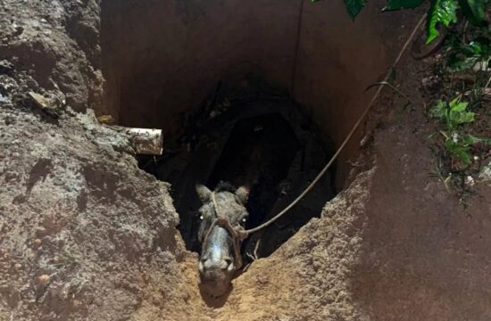 Égua é resgatada após cair em fossa séptica em Araguari