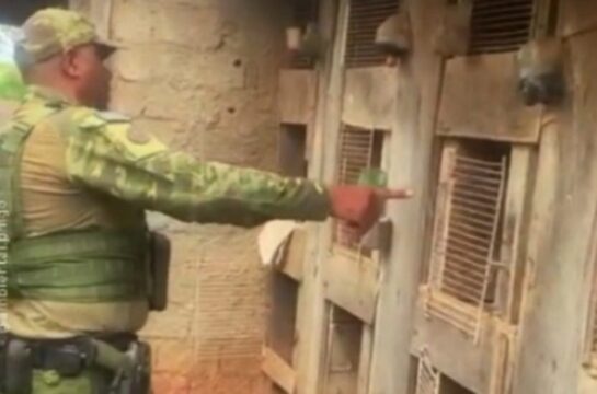 Maus-tratos a animais levam à prisão em chácara de Cristianópolis