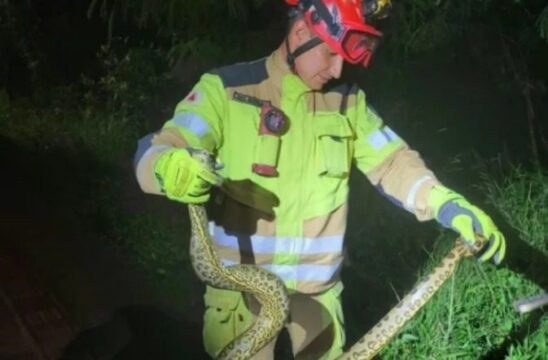 Sucuri de dois metros é encontrada no Parque Linear do Rio Uberabinha, em Uberlândia