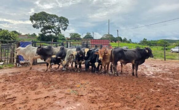 Furto de 110 cabeças de gado avaliadas em mais de R$ 600 mil é investigado em Estrela do Sul