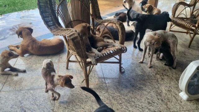 Polícia Militar de Meio Ambiente resgata 22 cães em situação de maus-tratos em Uberlândia