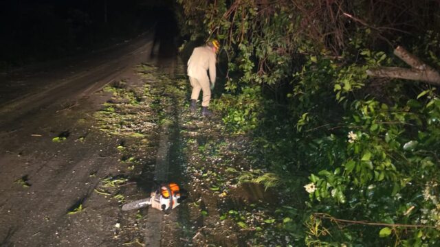 Árvore cai e interdita parcialmente rodovia GO-330 entre Ipameri e Urutaí