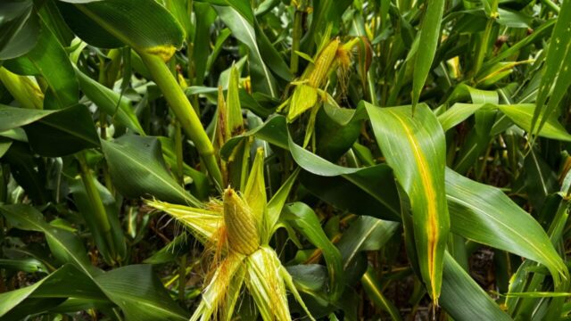 Goiás caminha para a segunda maior safra de grãos da história
