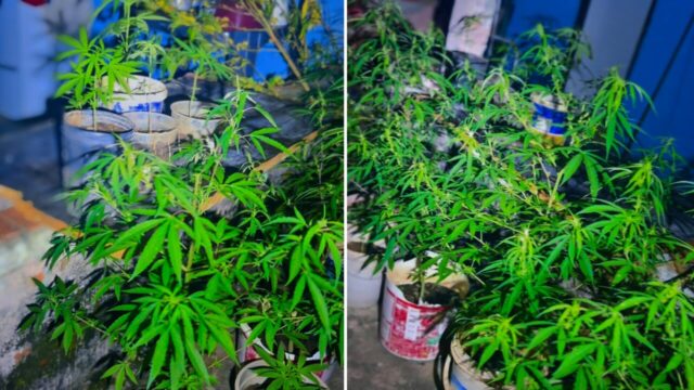 Força Tática desarticula ponto de tráfico e apreende drogas e plantação de maconha em Caldas Novas