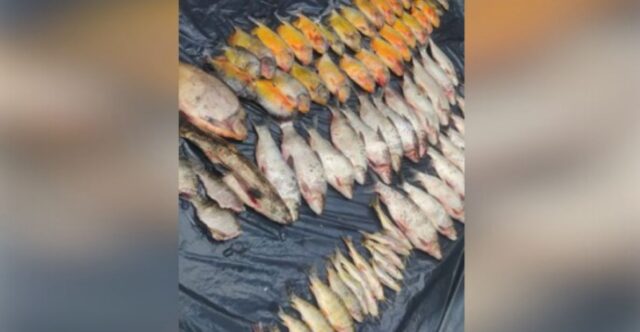 Pescador é flagrado com 200 kg de peixes e 500 metros de redes no Lago Azul, em Três Ranchos