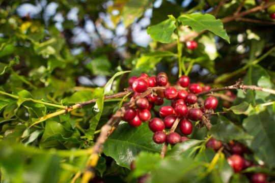 Valor Bruto da Produção do café em Goiás deve atingir R$ 827,9 milhões em 2026