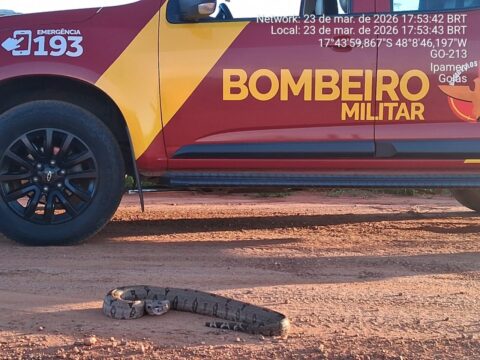 Bombeiros capturam jiboias em duas ocorrências em Catalão e Ipameri