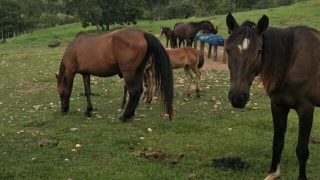 Após recomendação do Mapa, Agrodefesa suspende temporariamente obrigatoriedade da vacinação contra influenza equina em Goiás