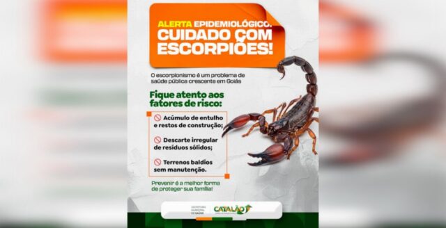 Catalão registra aumento de acidentes com escorpiões e saúde emite alerta à população