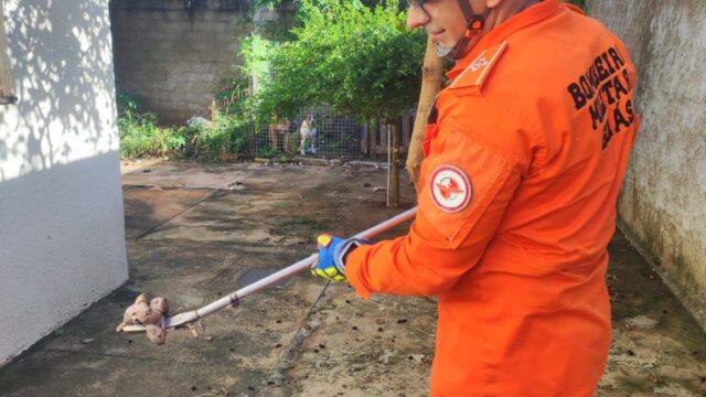 Bombeiros capturam jiboia em quintal de residência em Caldas Novas