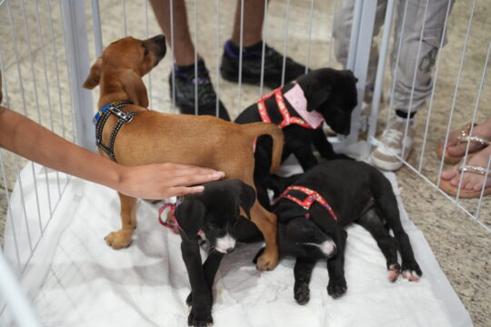 Prefeitura e parceiros oportunizam adoção de pets no Catalão Shopping
