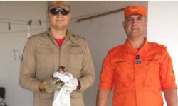 Bombeiros resgatam gato preso em tubulação de água pluvial em Catalão Bombeiros resgatam gato preso em tubulação de água pluvial em Catalão