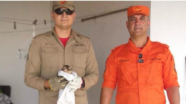 Bombeiros resgatam gato preso em tubulação de água pluvial em Catalão