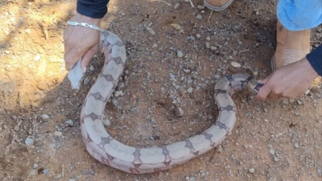 Moradores capturam cobra na entrada do bairro Evelina Nour, em Catalão