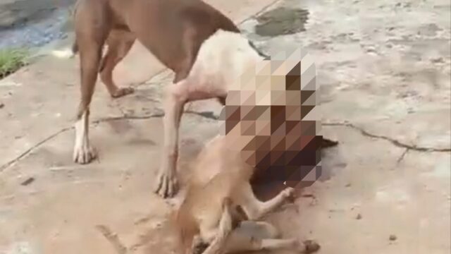 Moradores denunciam cães soltos e ataques a animais no bairro Pontal Norte, em Catalão
