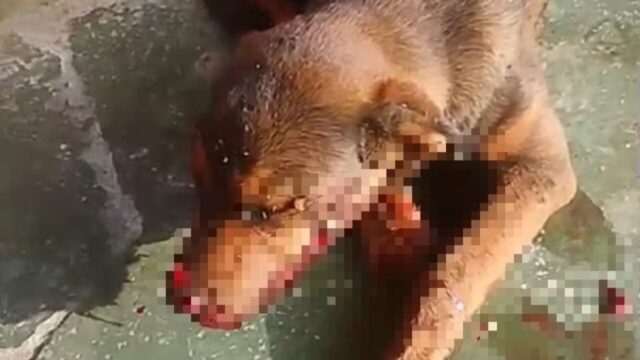 Idosa é levada à delegacia suspeita de agredir cachorro a pauladas na zona rural de Três Ranchos