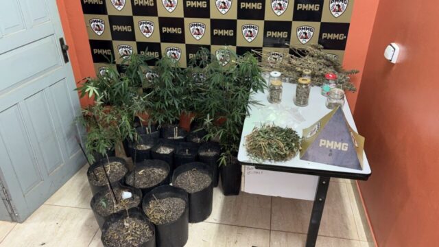 Homem é preso por tráfico e estufa de cannabis é descoberta em Coromandel