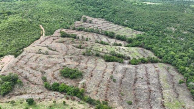 Desmatamento em Goiás cai 44%, aponta Mapbiomas