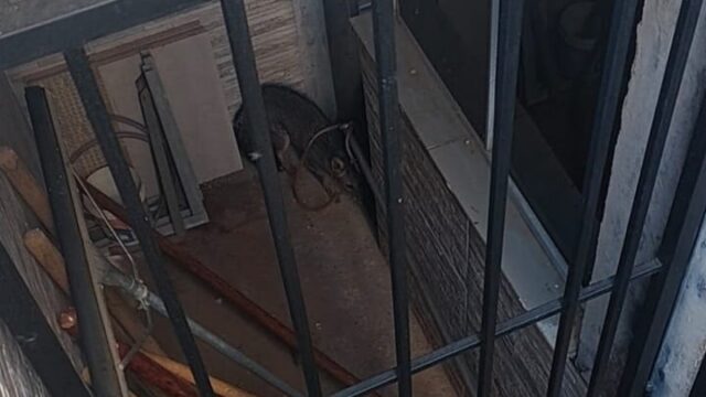 Raposa é capturada no jardim de igreja em Catalão e encaminhada ao Cetas
