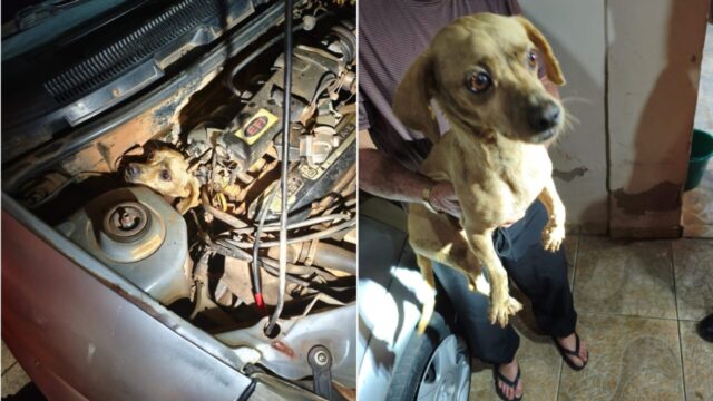 Cachorro é resgatado após ficar preso no motor de carro em Araguari