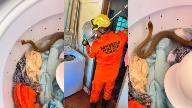 Bombeiros capturam serpente encontrada dentro de máquina de lavar roupas em Pires do Rio