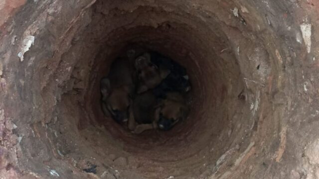Filhotes de cachorro são resgatados de buraco em obra por bombeiros em Ipameri